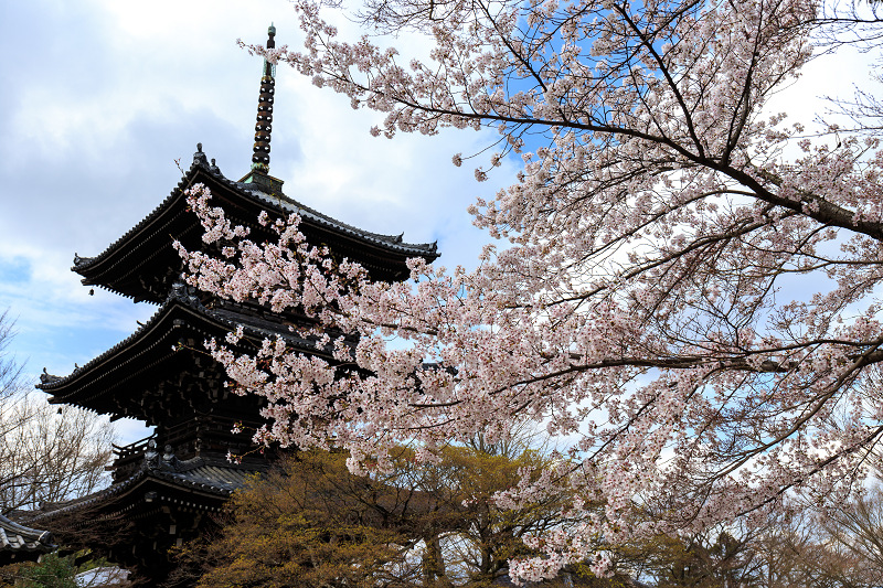 真如堂・桜・さくら_f0155048_011765.jpg