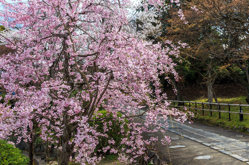 真如堂・桜・さくら_f0155048_0303068.jpg