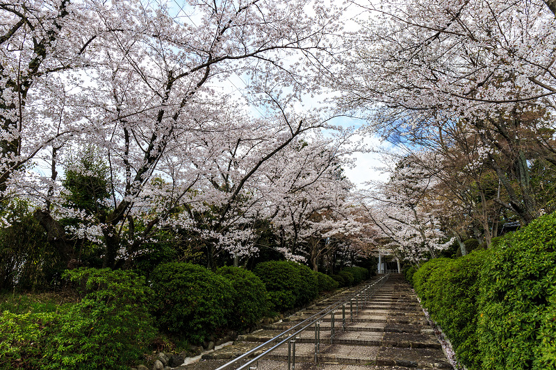 真如堂・桜・さくら_f0155048_0325960.jpg