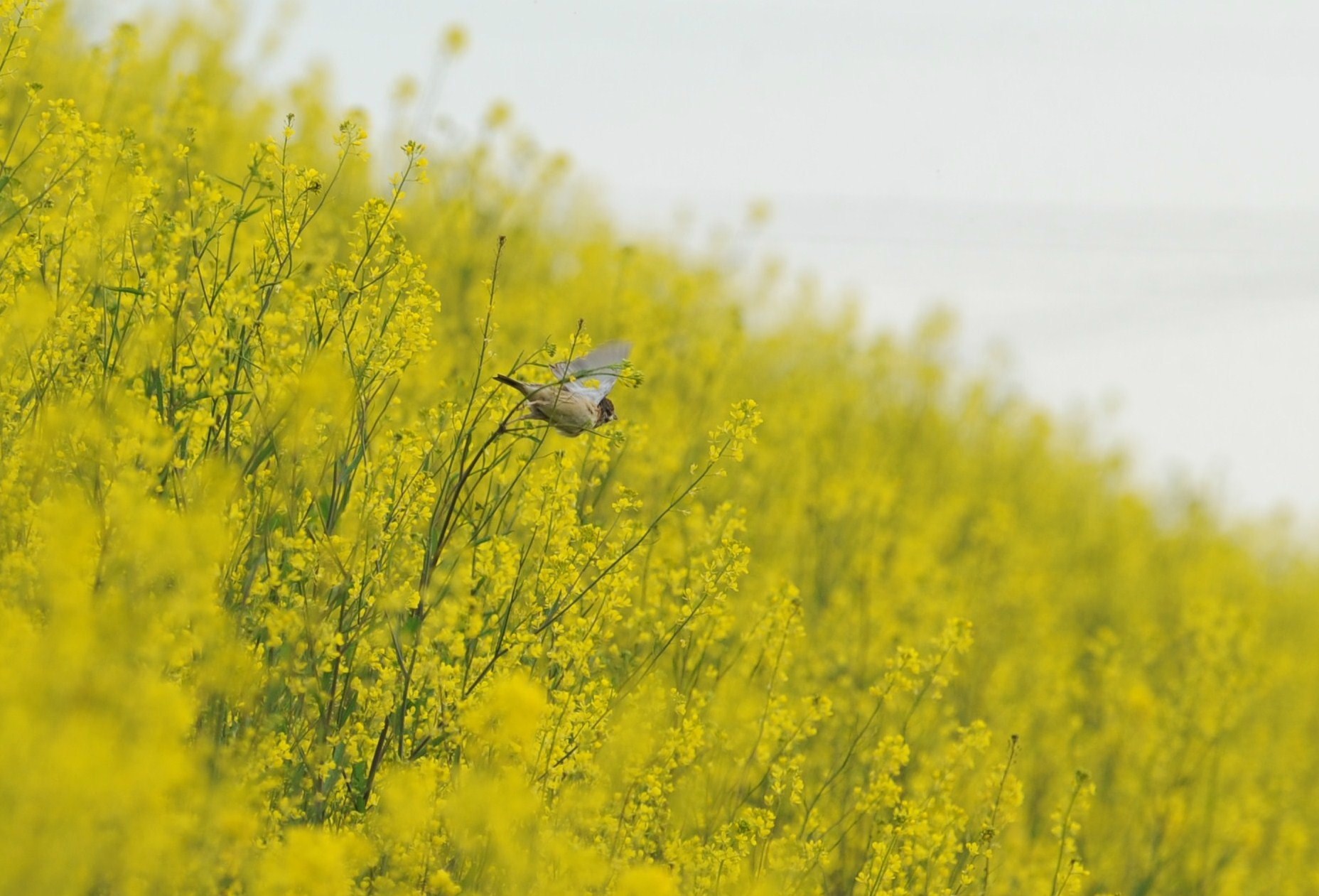 菜の花に・・・ホオアカ_c0233349_2231640.jpg