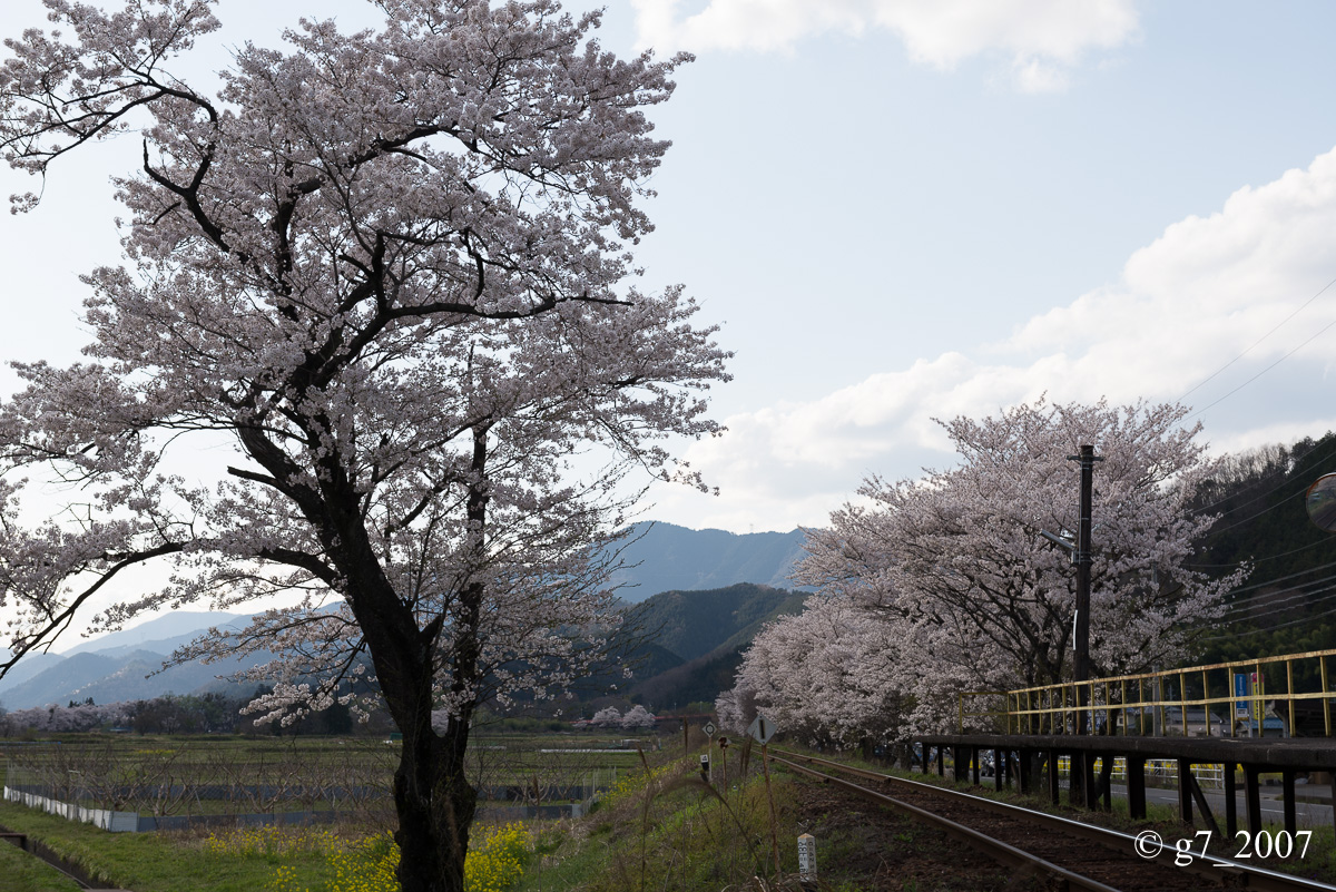 2014 桜 〜樽見鉄道 木知原駅〜_f0152550_23554887.jpg