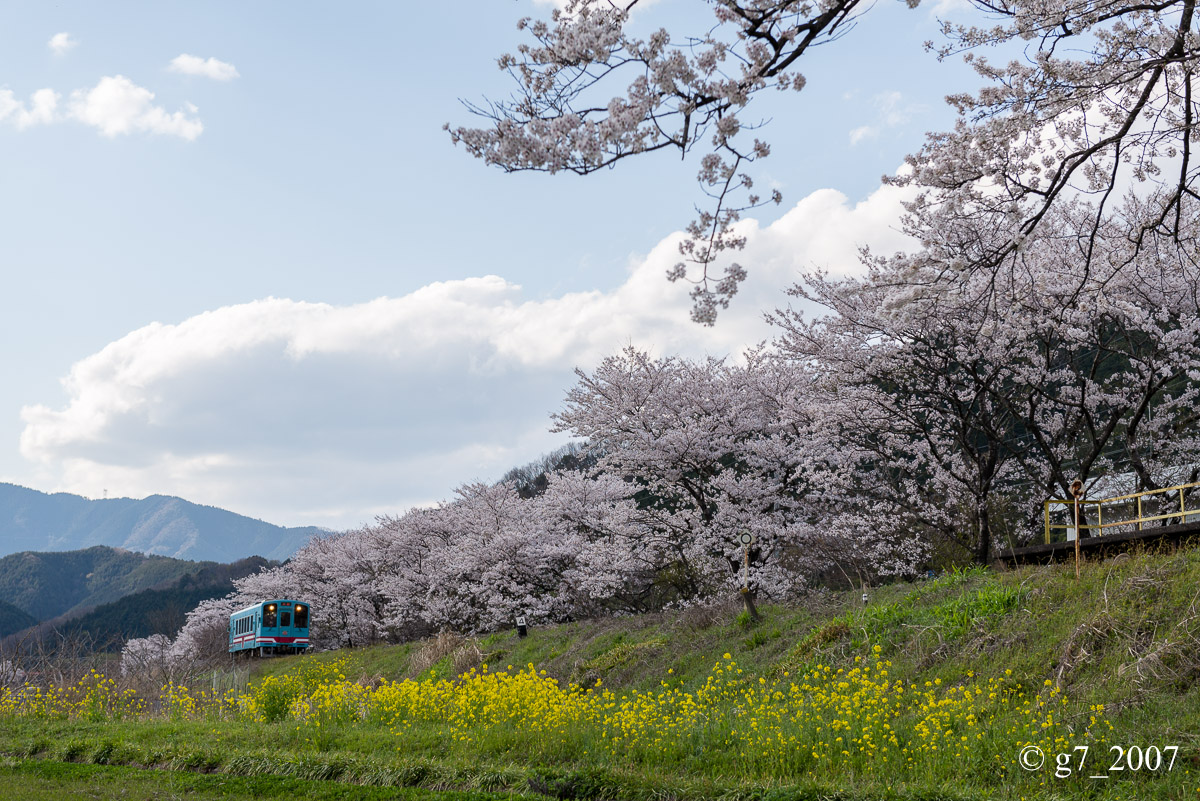 2014 桜 〜樽見鉄道 木知原駅〜_f0152550_2355774.jpg