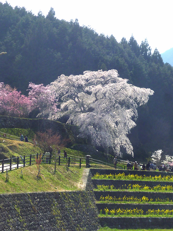 「又兵衛桜」のゆく春_f0190950_2044183.jpg