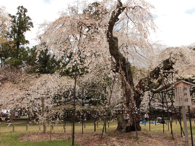 街なかの桜をめぐる（その5）　上賀茂神社_e0017051_945532.jpg