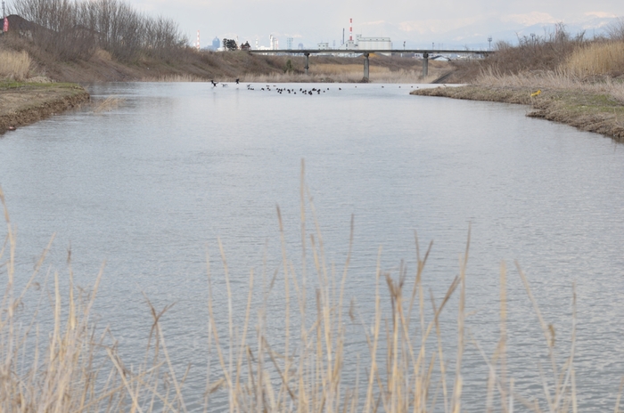 20140322 1/3 白鳥 富山県富山市婦中町_a0263952_831423.jpg