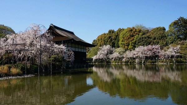 京都の桜　（2014/4/14）_b0048558_20453653.gif