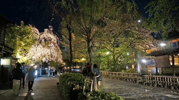 京都の桜　（2014/4/14）_b0048558_20464879.gif