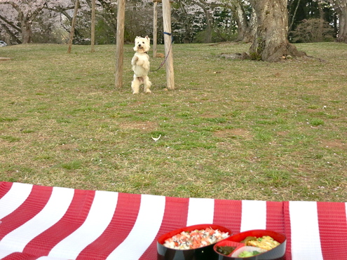 恒例「朝桜」だよ_c0260460_16514048.jpg
