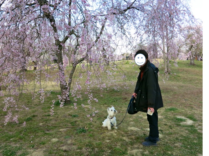 恒例「朝桜」だよ_c0260460_16564557.jpg