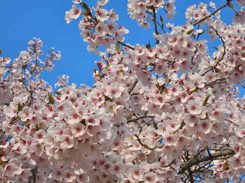 恒例「朝桜」だよ_c0260460_16584597.jpg