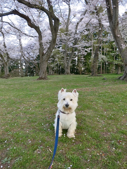 恒例「朝桜」だよ_c0260460_1659304.jpg