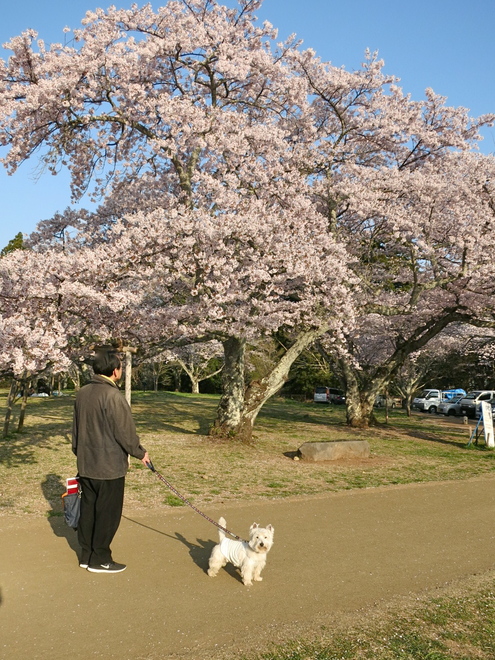 恒例「朝桜」だよ_c0260460_16595033.jpg