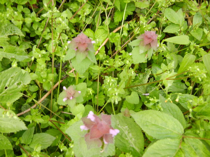 ’14,4,19(土)寒い日は着物を着て水彩画も~!_f0060461_10113332.jpg