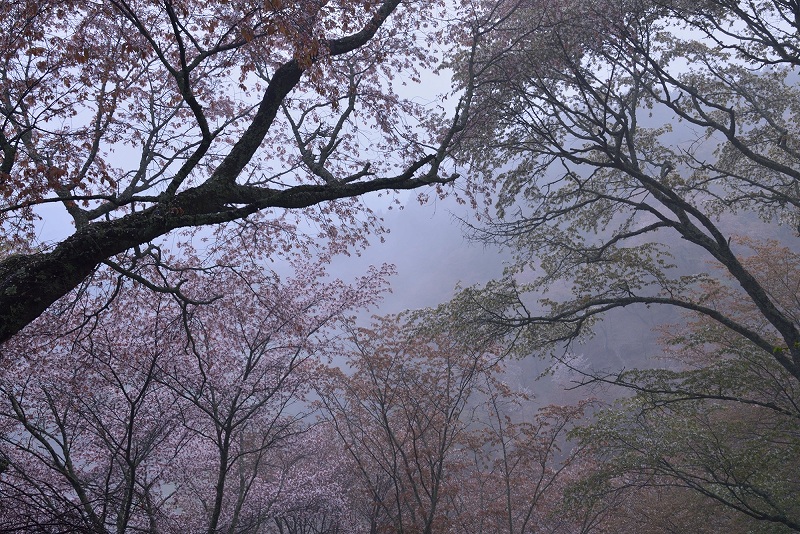 奈良県の桜をいろいろと♪_f0067667_10294964.jpg