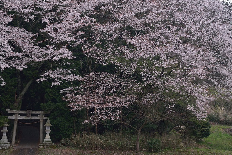 奈良県の桜をいろいろと♪_f0067667_10331852.jpg