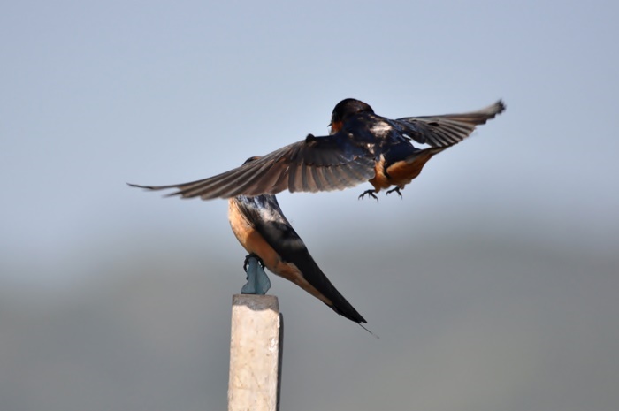 Barn Swallows_a0126969_5292337.jpg