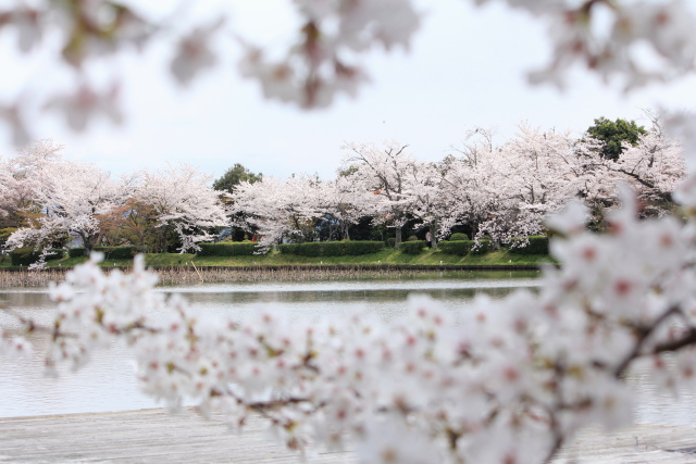 京桜　なのにあなたは京都へゆくの　嵐山編_b0055171_15374333.jpg
