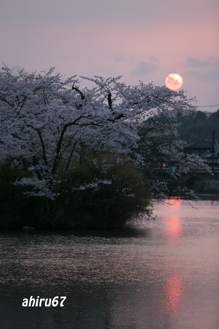 ２０１４　桜 ー丹波オフ会 Lastー　　_c0153672_20403174.jpg