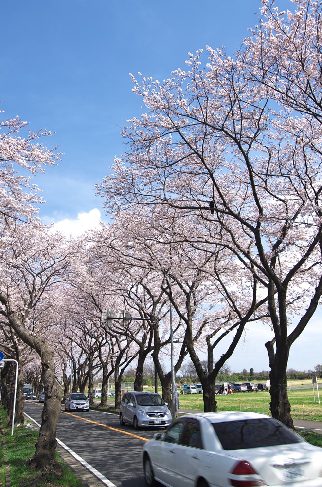 Sakura2014_d0147676_12202171.jpg