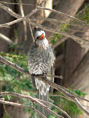 円山動物園へ_f0083977_11163867.jpg