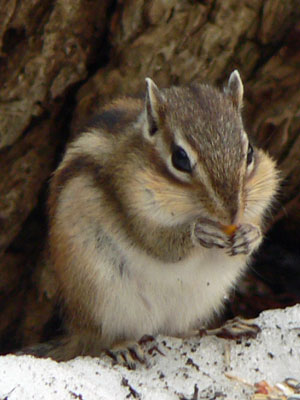 円山動物園へ_f0083977_1121241.jpg