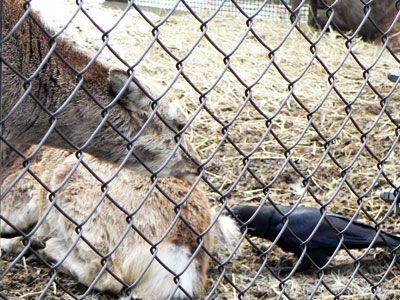 円山動物園へ_f0083977_11215842.jpg