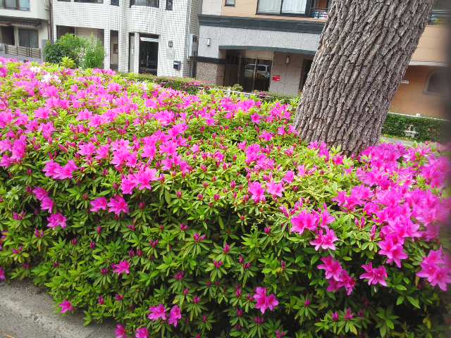 f0200477_20473421.jpg