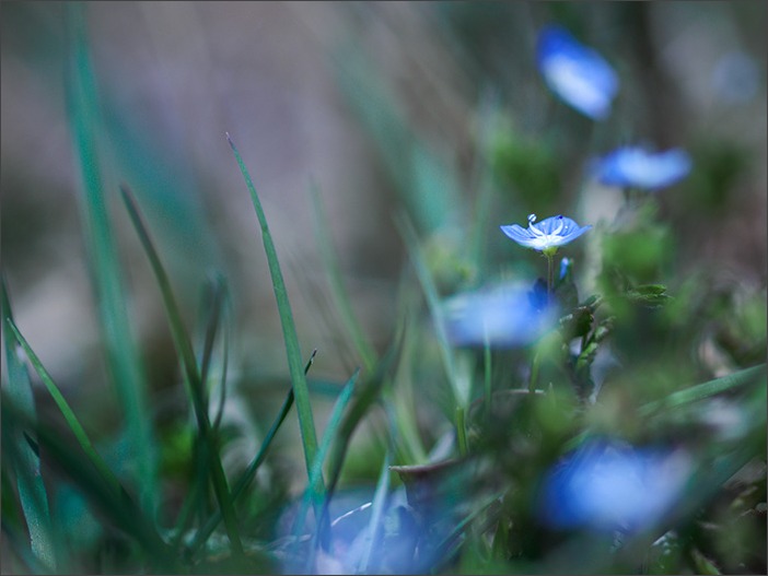 足元の小さなお花たち_a0161380_8415046.jpg