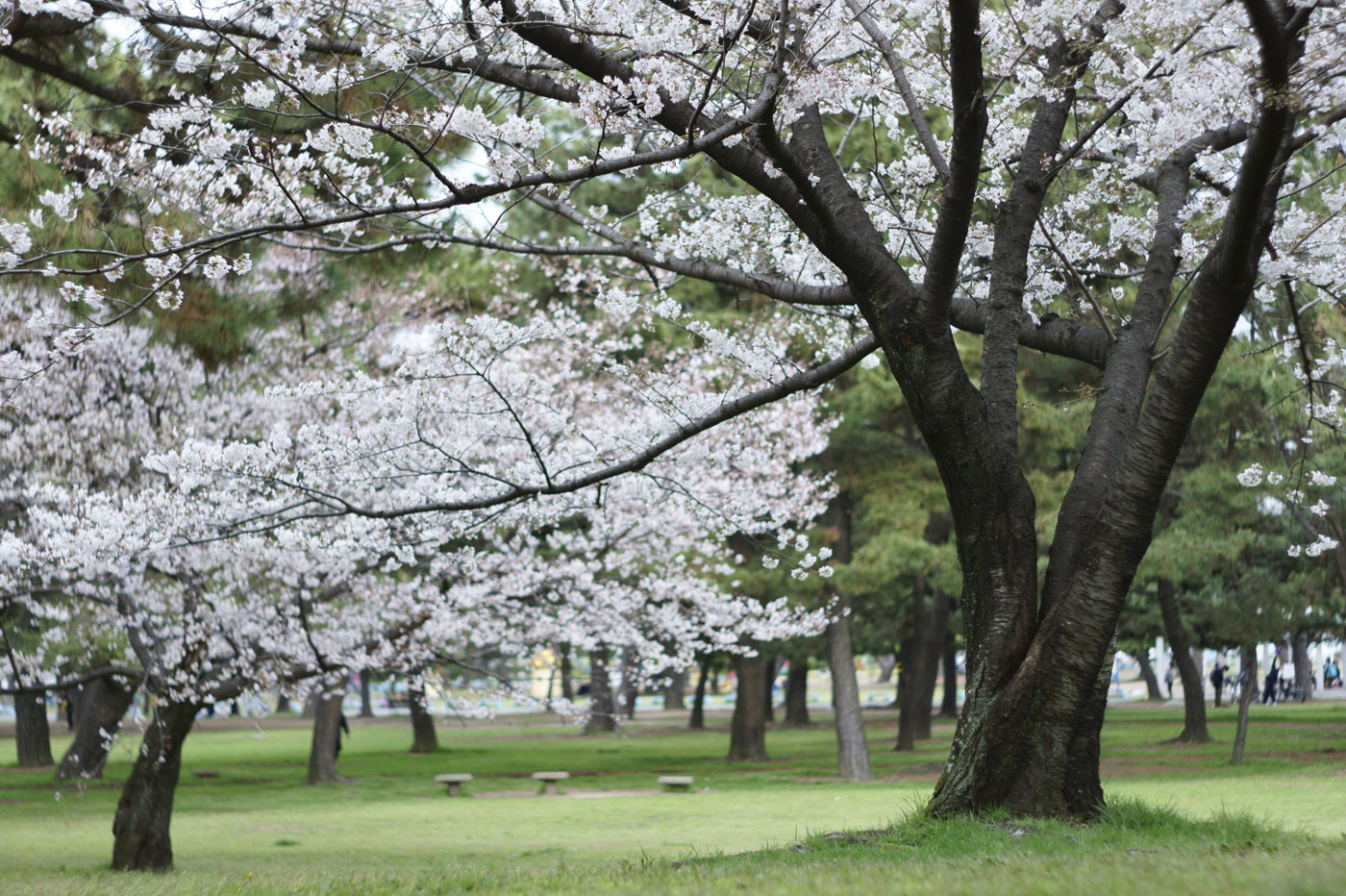 ２０１４、高石の桜、その１３。_d0286980_2333530.jpg