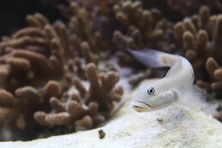 葛西臨海水族園_c0239983_1353688.jpg