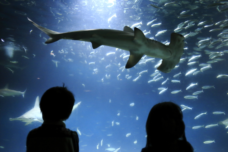 葛西臨海水族園_c0239983_1355842.jpg