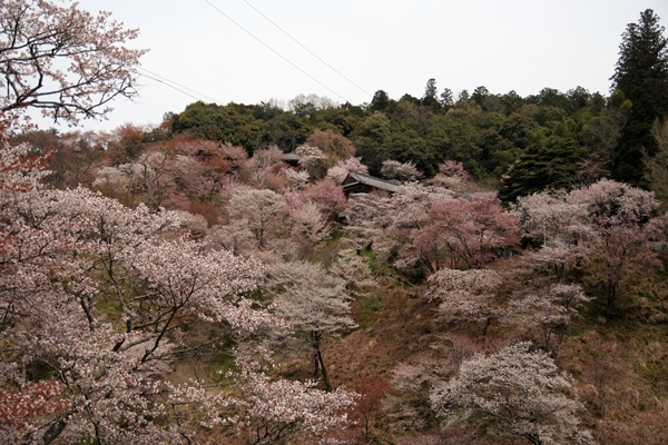 吉野山の桜_b0232993_23314812.jpg