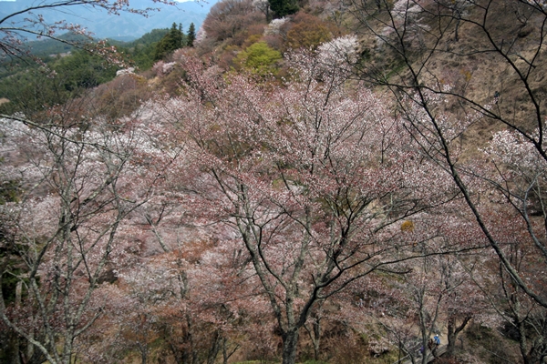 吉野山の桜_b0232993_23394457.jpg