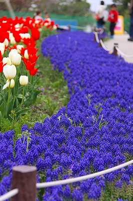 ♪どの花見ても　きれいだな～_f0175804_19224579.jpg