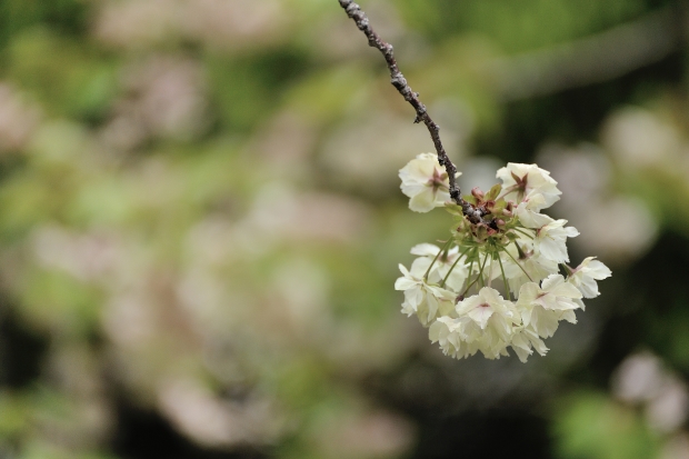 八重桜_c0186005_21192225.jpg