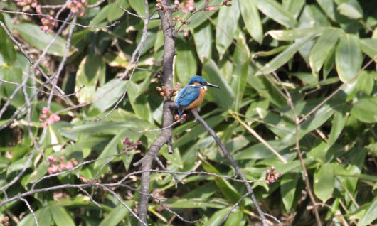 4月19日　弘前公園探鳥会_e0327805_18324171.png