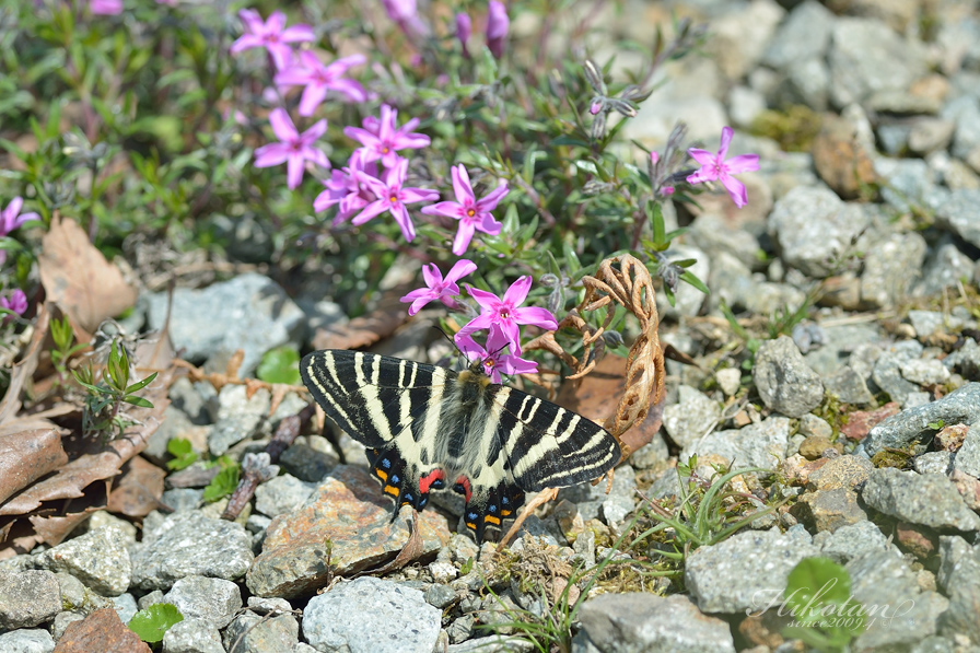 a0247511_18799.jpg
