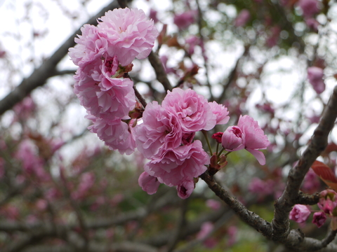 北山公園の八重桜。_b0116313_21184315.jpg