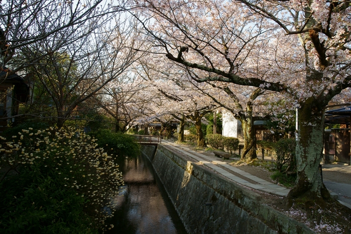 桜咲く哲学の道_e0177413_985394.jpg