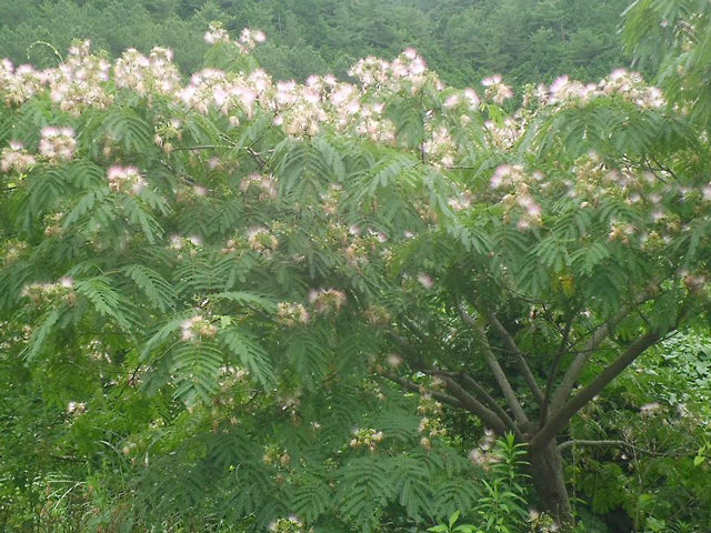 合歓木の花咲く頃_f0202518_76164.jpg