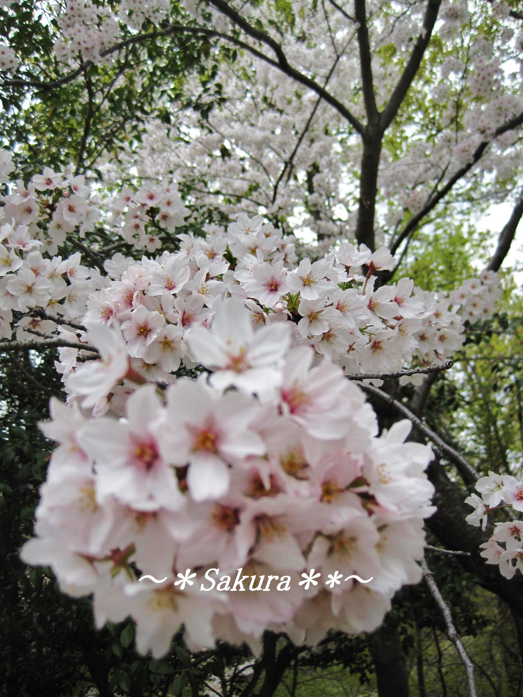 ～桜の景色2014　（白野江植物公園）_b0203919_904279.jpg