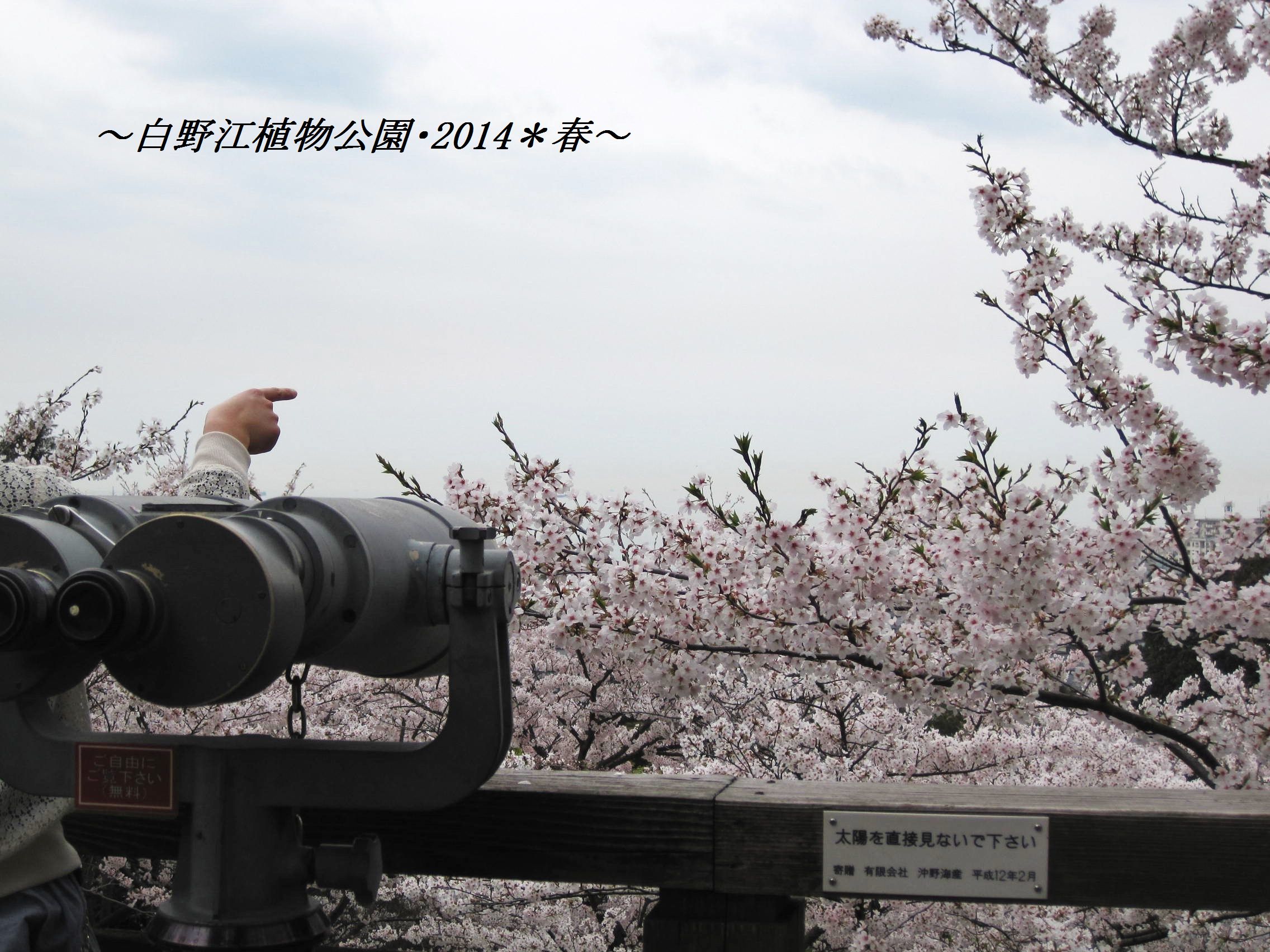 ～桜の景色2014　（白野江植物公園）_b0203919_9213549.jpg