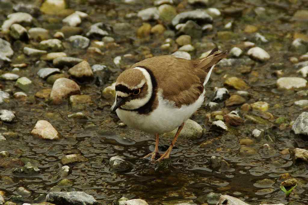 コチドリ、千鳥足で採餌_e0293921_21124467.jpg