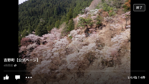 奥千本が満開です!_e0154524_7142481.png