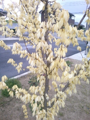 トウカエデ 花散里 芽吹き 沈黙交易