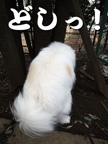 どすこい_c0062832_791638.jpg