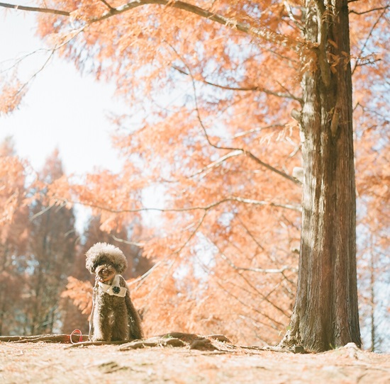 紅葉2013　Metasequoia forest_a0167234_1242831.jpg