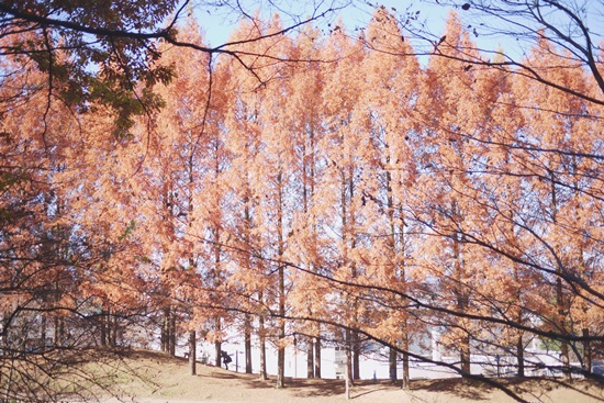 紅葉2013　Metasequoia forest_a0167234_1294454.jpg