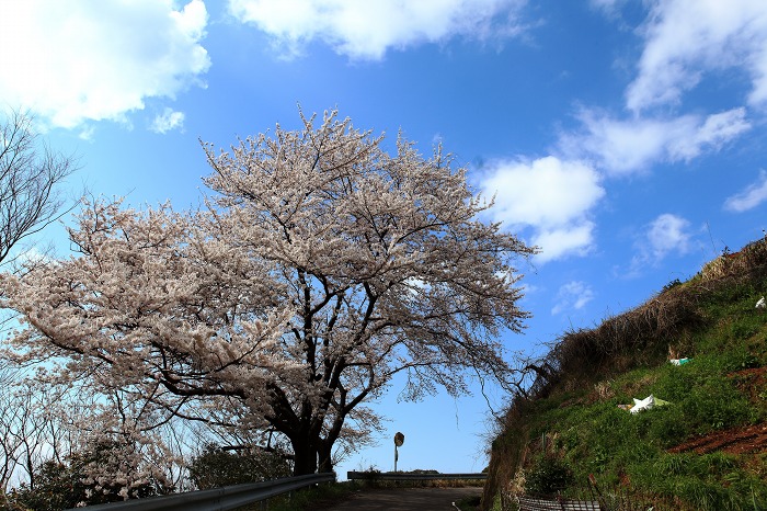 2014 桜 三尾御崎林道_a0294534_10104468.jpg