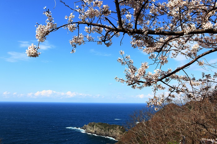2014 桜 三尾御崎林道_a0294534_1014546.jpg
